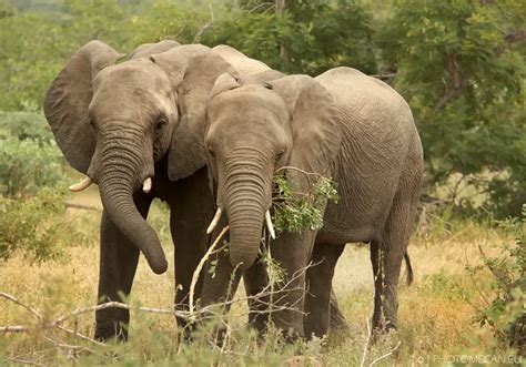 African Bush Elephant Facts | Anatomy, Diet, Habitat, Behavior ...