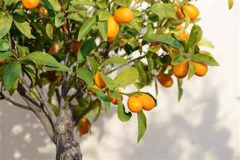 Should You Fertilize Your Kumquat Trees? - Food Gardening Network