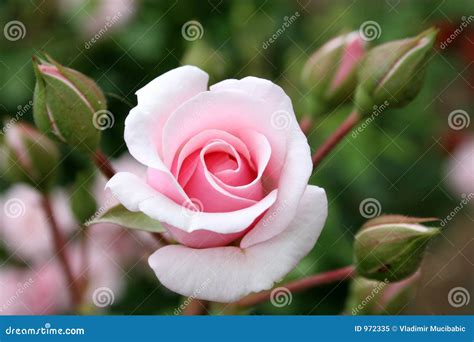 Rose With Rosebud Royalty Free Stock Photo - Image: 972335