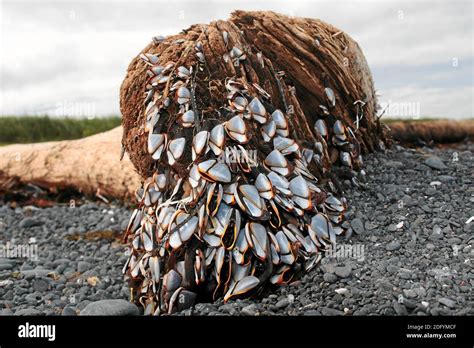 Kodiak National Park, Alaska, USA Stock Photo - Alamy