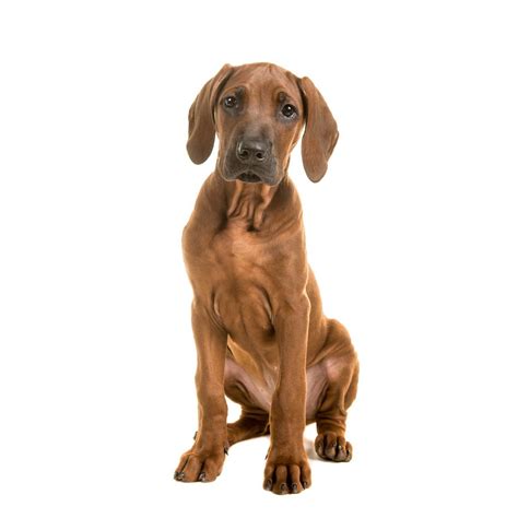 Rhodesian Ridgeback Puppies For Sale • Adopt Your Puppy Today ...