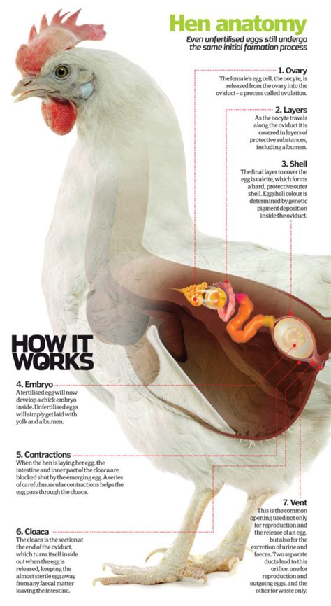 How do chickens lay eggs? – How It Works