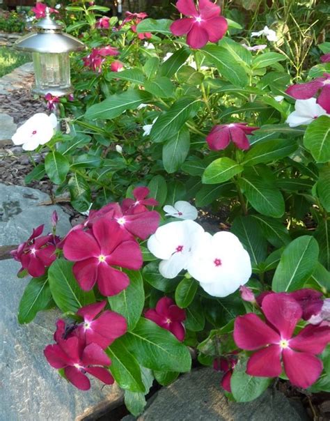 61 Best images about Vinca flowers on Pinterest | Sun, Hanging baskets ...