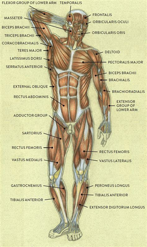 Anatomy Of The Human Lower Body Organs : science anatomy scan of human ...