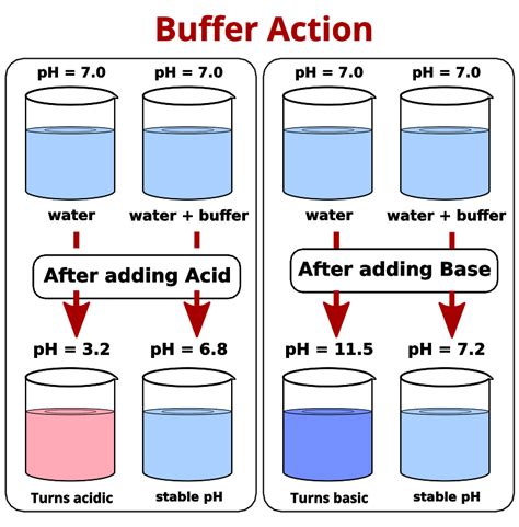 Phosphate Buffer System Equation