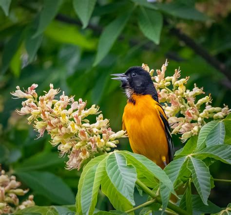 Baltimore Oriole Migration - Owen Deutsch Photography