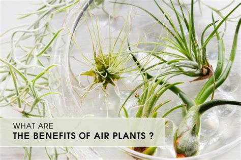 Air Plant Care Guide | Tips for Growing Healthy Tillandsia Air Plants ...