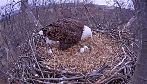 Watch: First bald eagle egg hatches in Hanover-area nest | Bald eagle ...