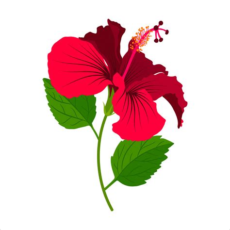 Hibiscus detailed full bloom flower with stem and leaves. Floral clip ...