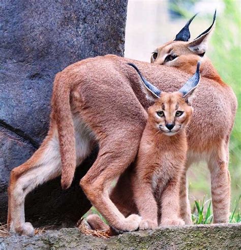 10 Cutest Babies of Exotic Animals Living in The Desert