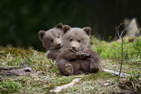 "A Mother's Love: The Heartwarming Journey of Two аЬапdoпed Bear Cubs ...