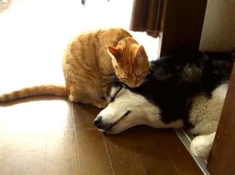 29 Hilarious Dog vs Cat GIFs That Prove the Rivalry is Real