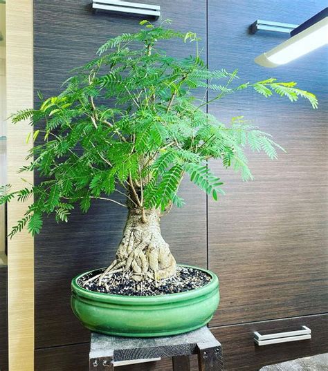 17 Best Mimosa Tree Bonsai Pictures | Balcony Garden Web