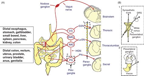 Figure 2 from Physiology of Visceral Pain. | Semantic Scholar