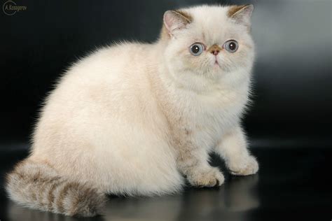 Best Exotic Cat Breed Guide - Characteristics, Temperaments