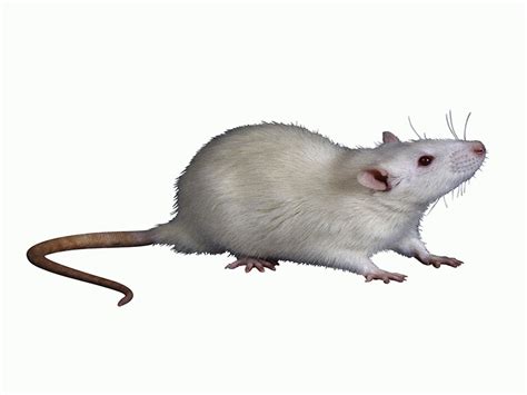 8 people infected in rare U.S. outbreak of rat virus