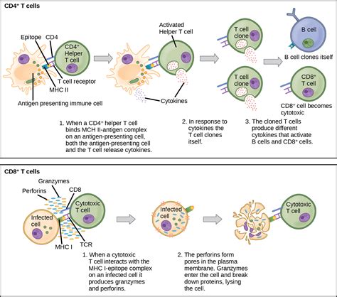 Biology 2e, Animal Structure and Function, The Immune System, Adaptive ...