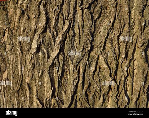 Black poplar, bark Stock Photo - Alamy