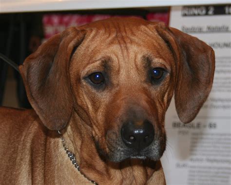 Rhodesian Ridgeback dog face photo and wallpaper. Beautiful Rhodesian ...