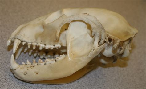 Raccoon Skull | This is one of the teaching skulls at Jackso… | Flickr