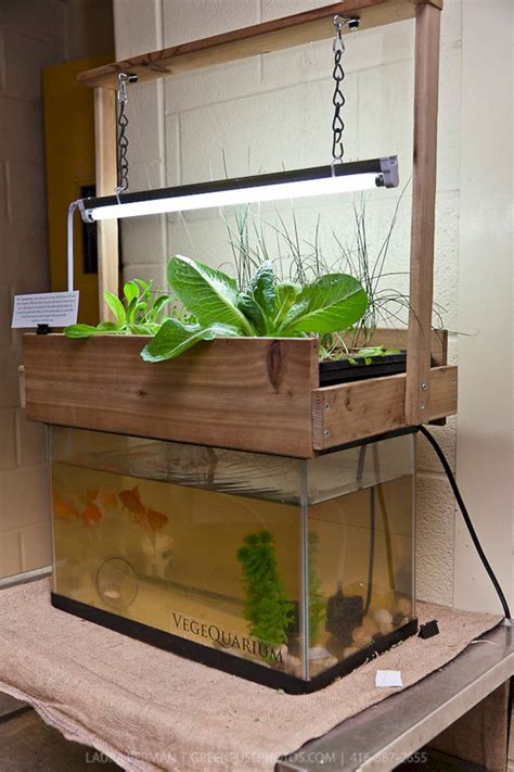 25+ Super Easy Aquaponics Diy Fishtank That You May Make It Self ...