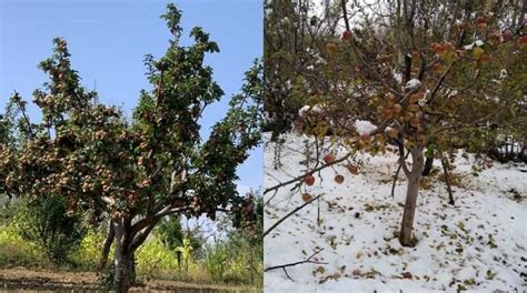 Kashmir: Apple orchards might not sustain climatic changes, farmers ...