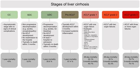 Liver Cirrhosis Stages