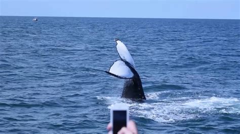 Boston Whale Watch @ New England Aquarium 8/9/16 - YouTube