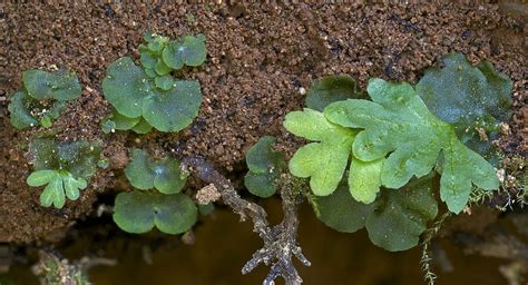 gametophyte and sporophyte of Sword Fern | Sword fern, Ferns, Plants