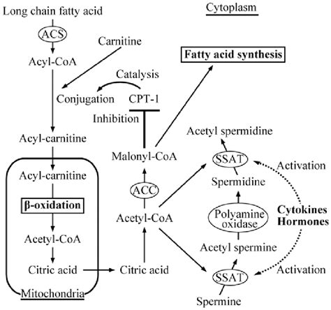 Metabolic scheme of fatty acid oxidation in the liver. ACS, acyl-CoA ...