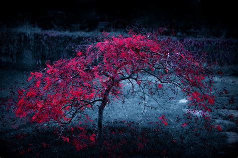 Red Tree Wallpapers - Top Free Red Tree Backgrounds - WallpaperAccess