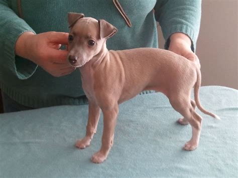 Italian Greyhound miniature Breed Info, Mix, Puppies, Pictures ...