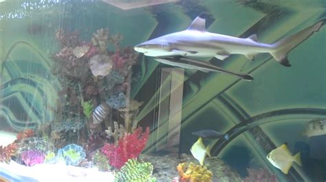 Huge private shark tank with fish - YouTube