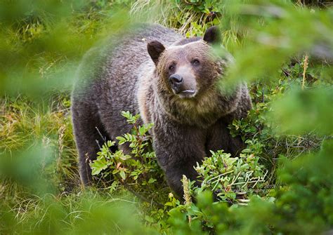 Grizzly Bear | Glacier NP, MT | Art in Nature Photography