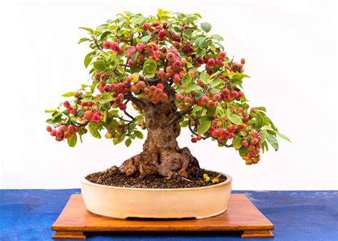 Crabapple Bonsai Varieties, Care Guide, and Much More