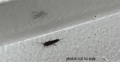 Bathroom Bugs Identification - 15 Bugs You'll See in a Bathroom