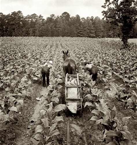 fotograficas oleograficas: Farm Security Administration #2: Dorothea Lange