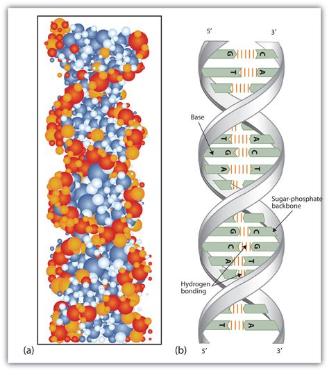 Chapter 10 - Nucleic Acids and Protein Synthesis - CHE 120 ...