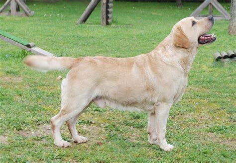 Labrador Retriever - All Big Dog Breeds