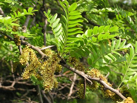 Gleditsia triacanthos var. inermis