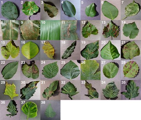 Plant Disease Identification