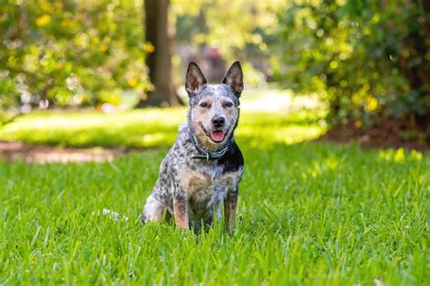 Queensland Heeler | Breed Information, Pictures, Traits & Facts