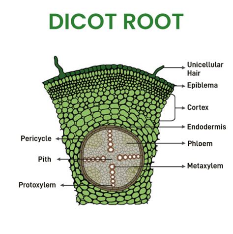 What is Dicot Root? - Definition, Structure, Characteristics, Examples ...