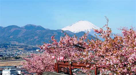 Kanto Early-Blooming Cherry Blossoms, Mt. Fuji Sledding, and Strawberry ...