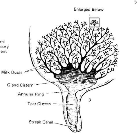 Anatomy of 1/4 of an udder | Veterinarians medicine, Anatomy, Large animals