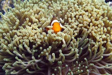 Clownfish In Anemone