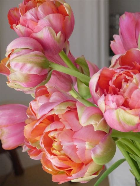 Peony Tulips (what?! I had no idea these exhausted! A hybrid of my two ...