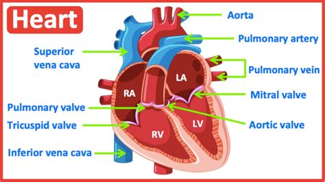 HEART ANATOMY in 3 MINUTES| Memorize parts of the heart - YouTube