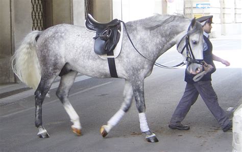 English saddle - Wikipedia