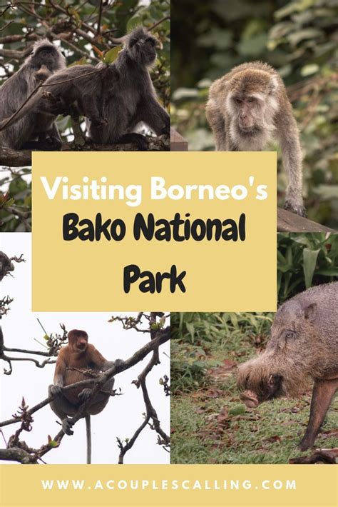 Visiting Bako National Park - The Ultimate Guide To One Of Borneo's ...